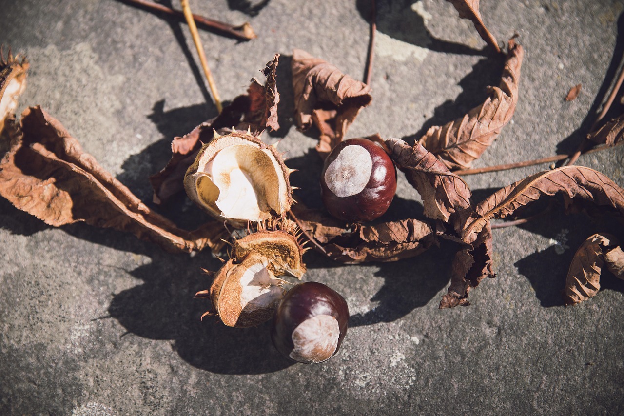 (时光如白驹过隙的详细解释)，时光如白驹过隙出自哪里