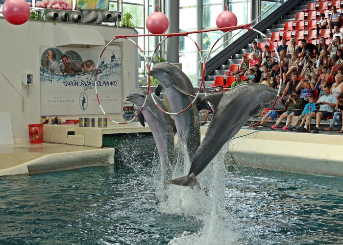 【羸怎么读组词,羸怎么拼】