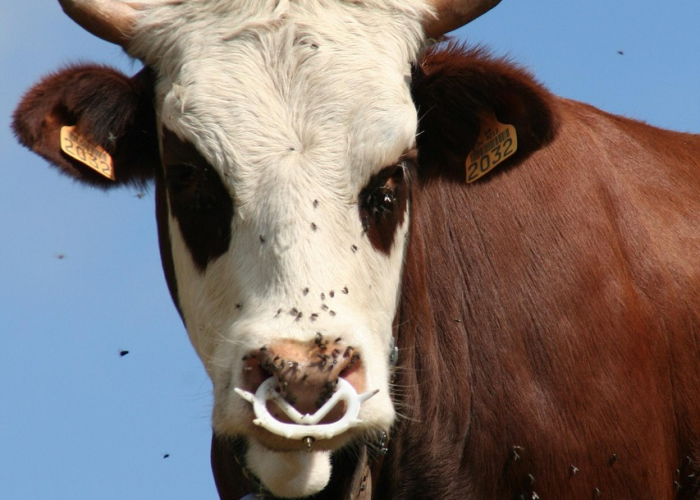 乔丹凯特，乔丹vs凯尔特人63分