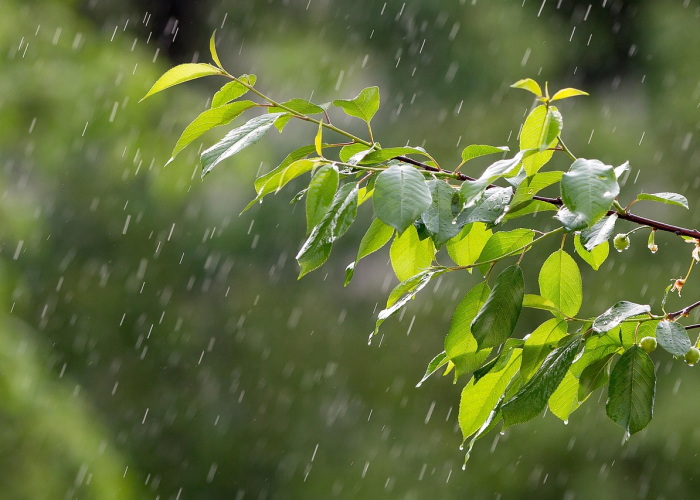 【鲜菇冬瓜汤怎么做,鲜蘑冬瓜汤】