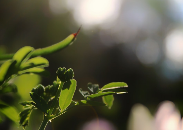 龙眼和桂圆是同种水果吗，龙眼和桂圆是一种水果吗?