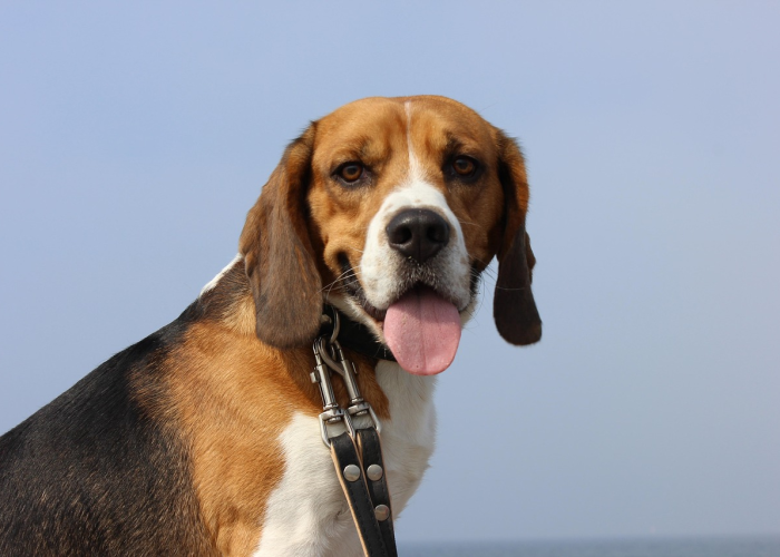 600012资金流向，600022资金流向