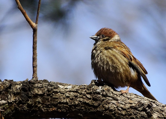 (描写江南春天的句子短句),描写江南春天的句子诗句 (描写江南春天的句子短句),描写江南春天的句子诗句