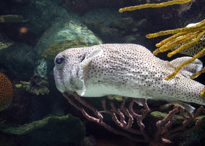 即使是低水平的空气污染也会增加健康风险，即使是低水平的空气污染也会增加健康风险对吗