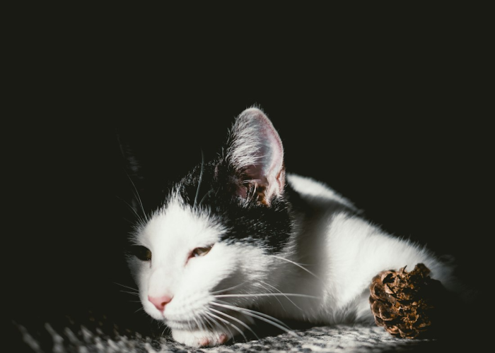 【nba总决赛的赛制是,nba总决赛的赛制是什么】