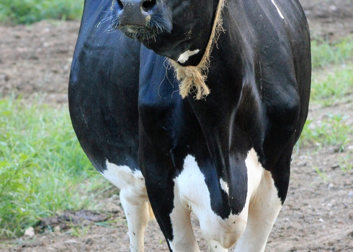 (戴假发片的小技巧)，戴假发片怎么扎头发